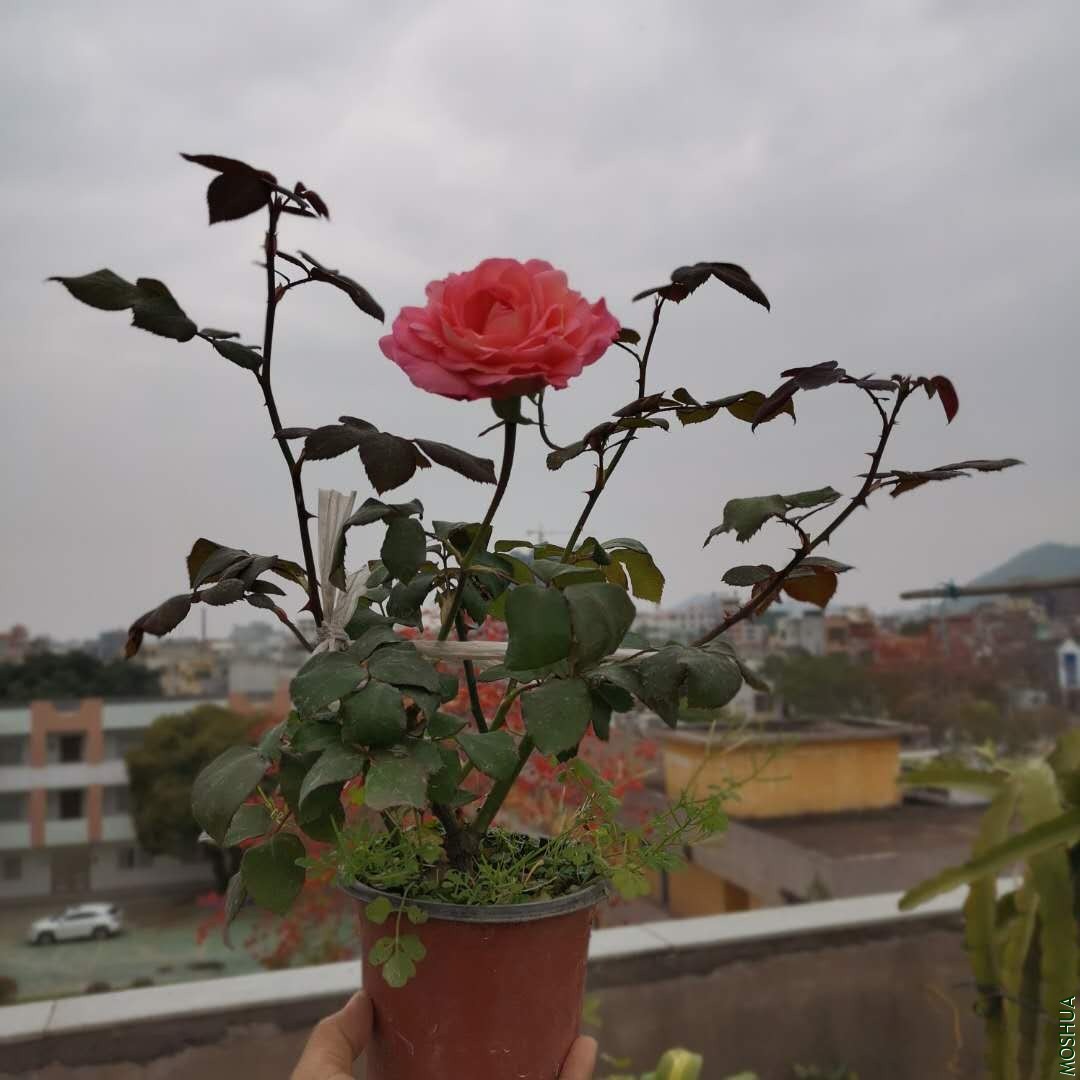΢��ͼƬ_20200423115400.jpg