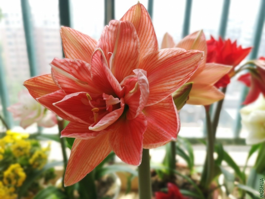 IMG_20200423_121420.jpg