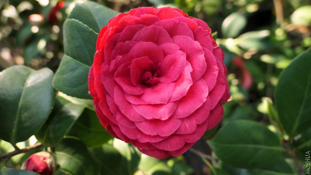 P2560278�ɶ�.jpg