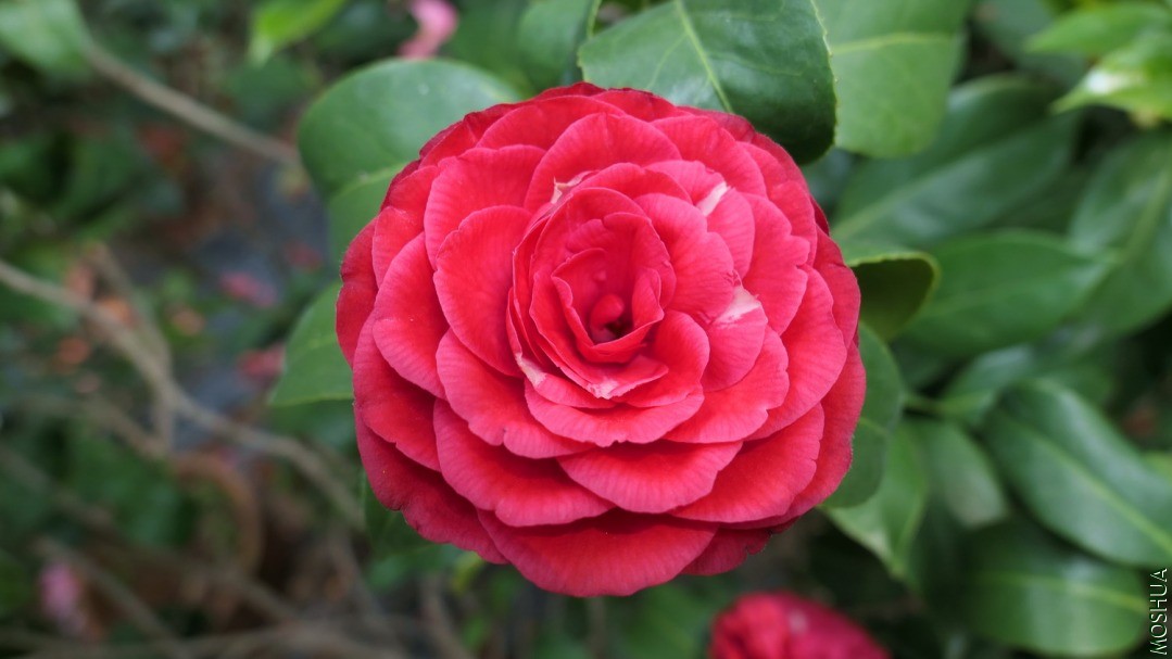 P2560353�ɶ�88.jpg