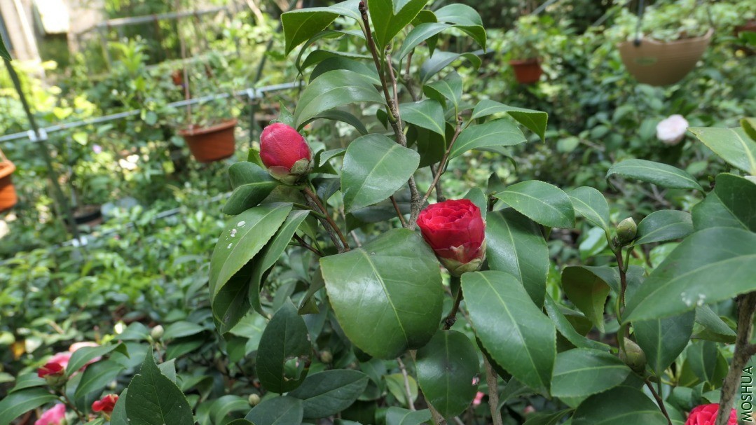 P2560362�ɶ�.jpg