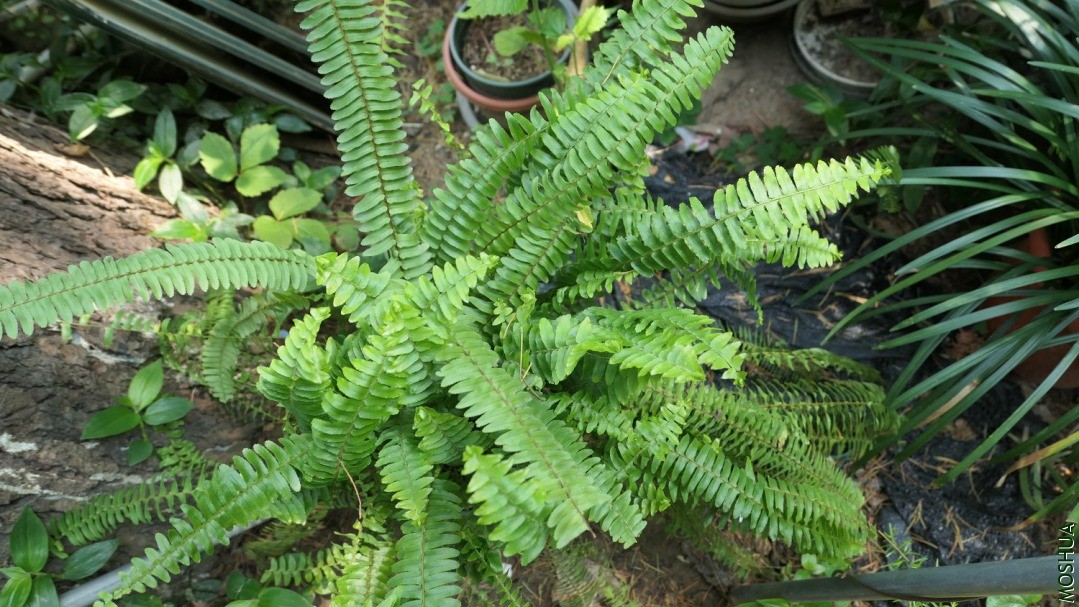 P2560692.jpg