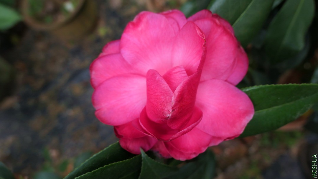 P2560695��ǧ1.jpg