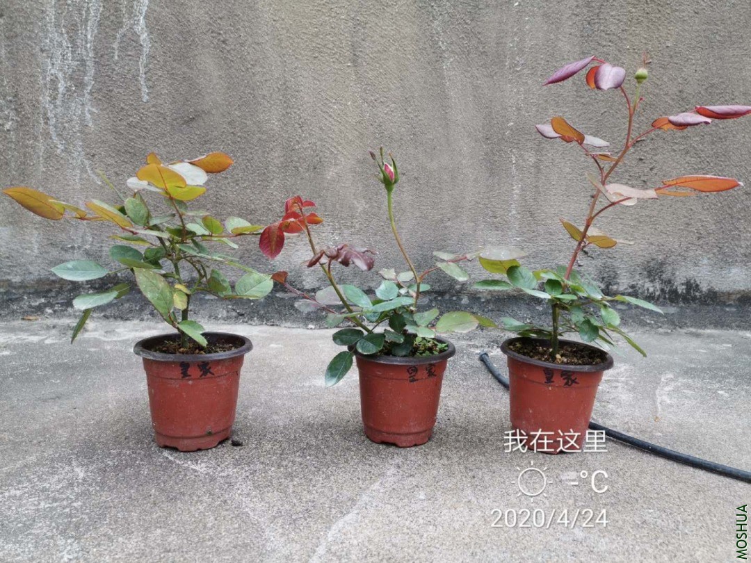 ΢��ͼƬ_20200424180603.jpg