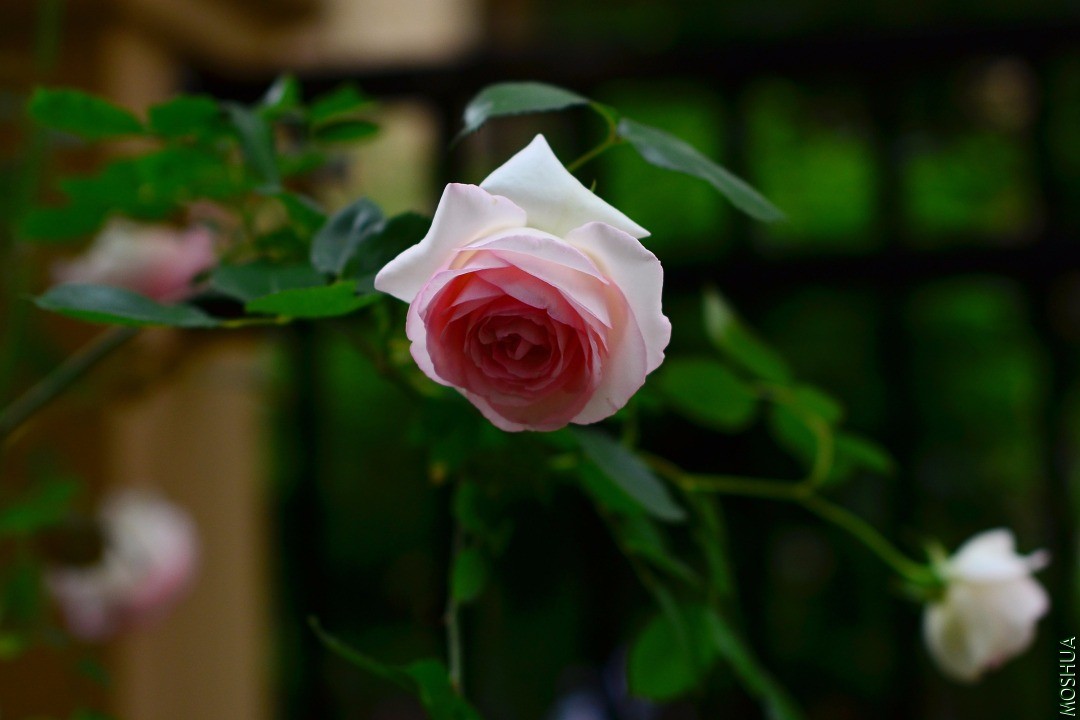 DSC_04.JPG