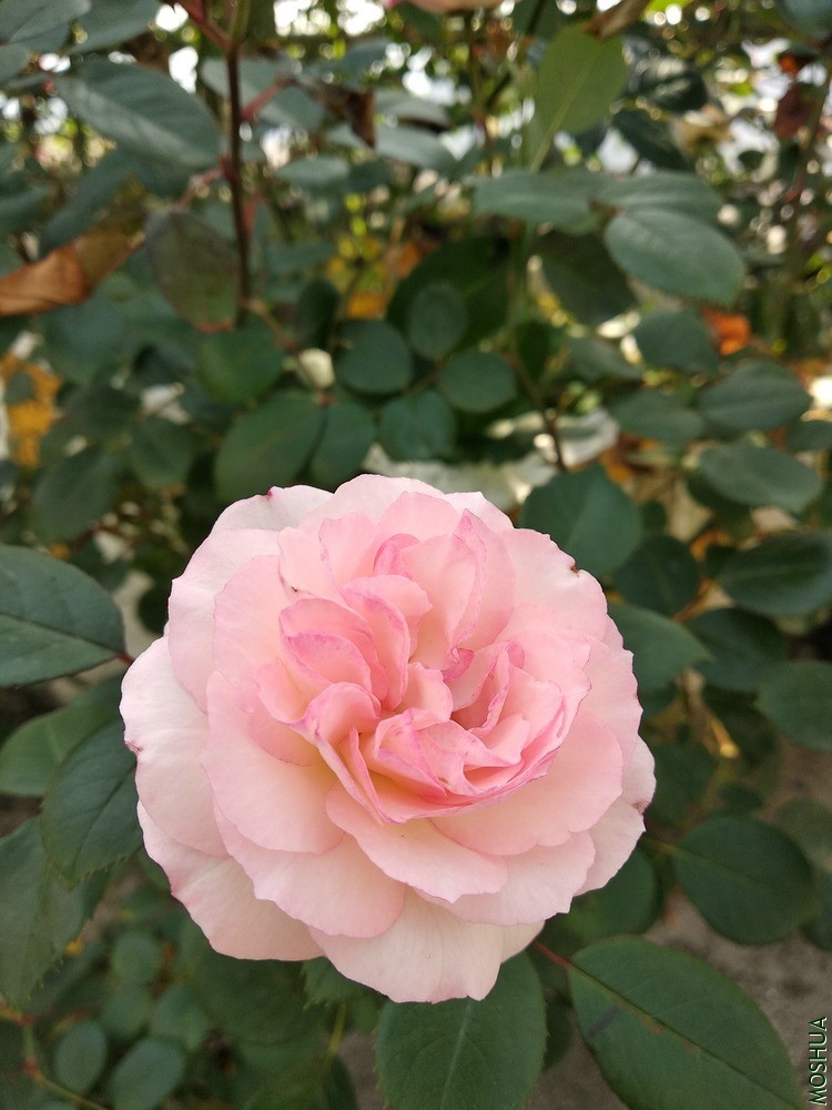 СͼIMG_20200425_095107.jpg