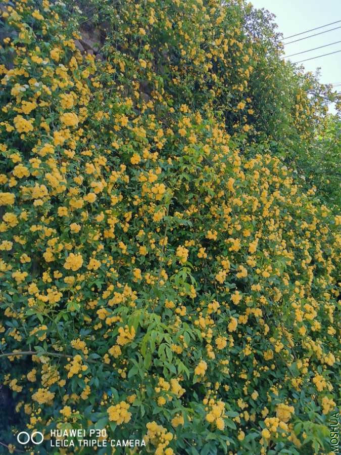 IMG_20200425_083319.jpg
