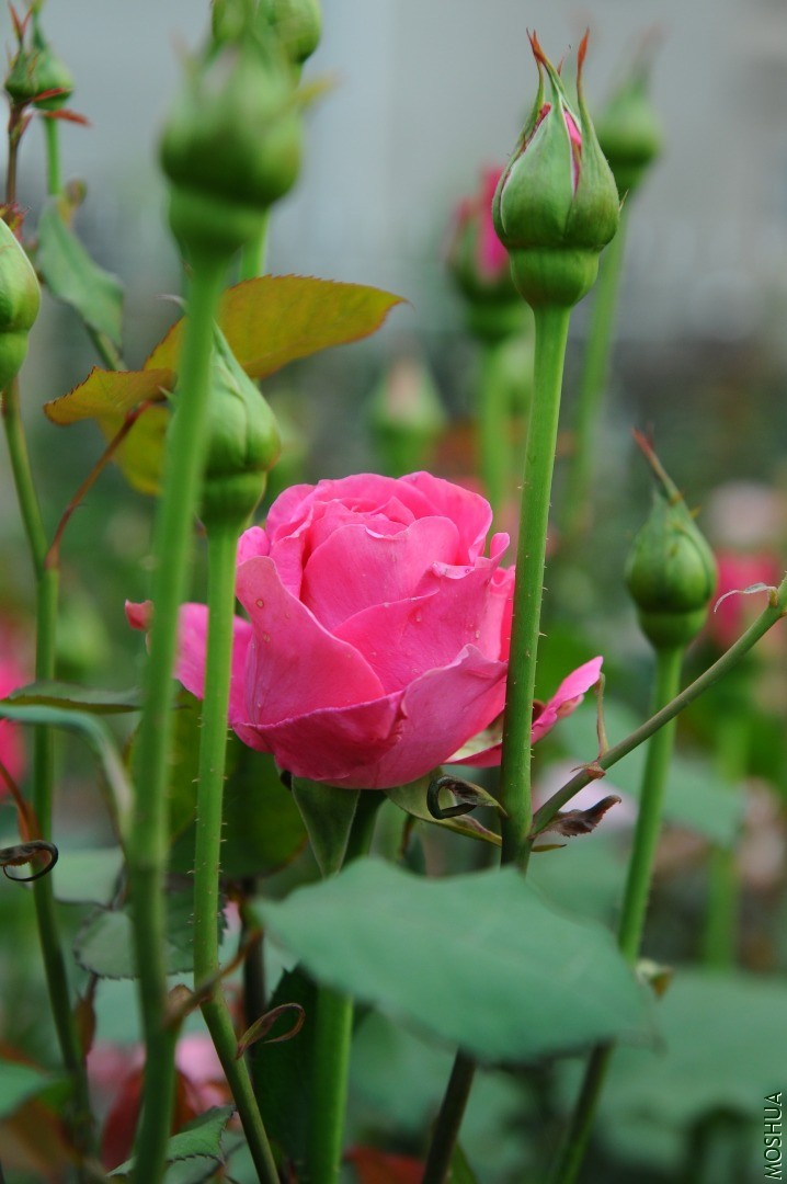 ����ɯ��DSD_6362.JPG