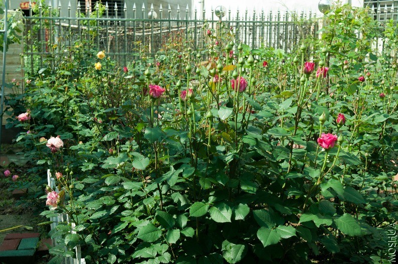 �ҵ�С��԰6275 (1).jpg