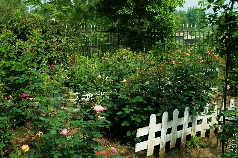 �ҵ�С��԰6275 (2).jpg