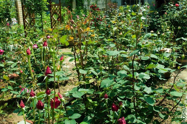 �ҵ�С��԰6275 (3).jpg