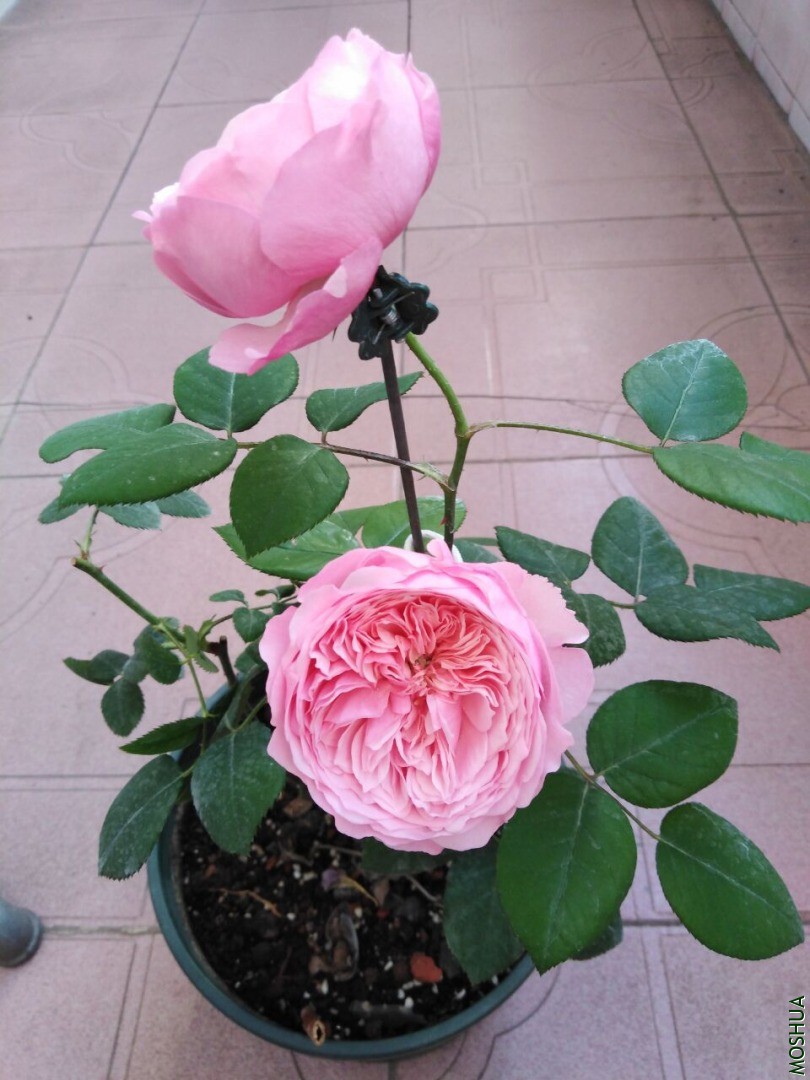 QQͼƬ20200428170138.jpg