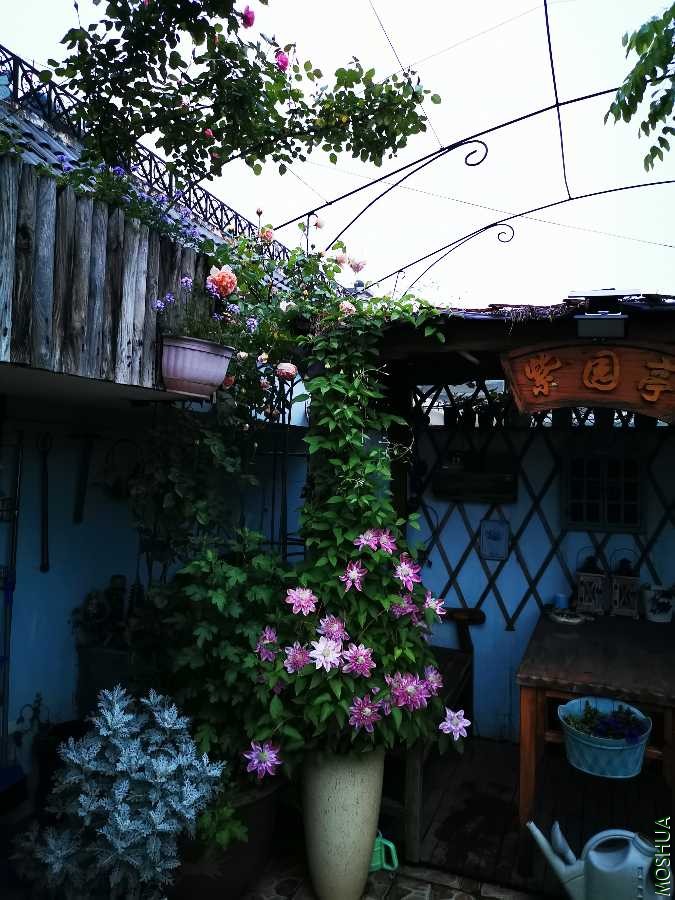 IMG_20200420_185153.jpg