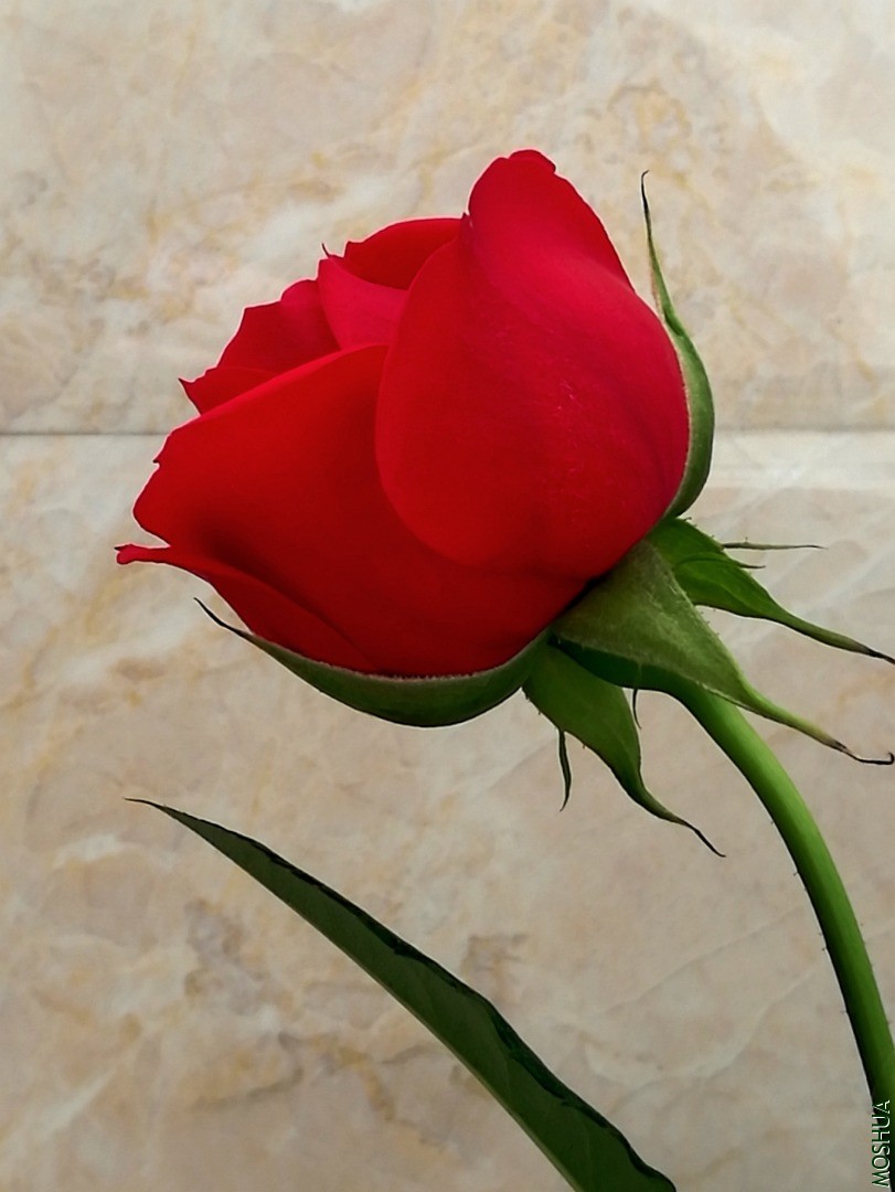 IMG_20200422_134229.jpg