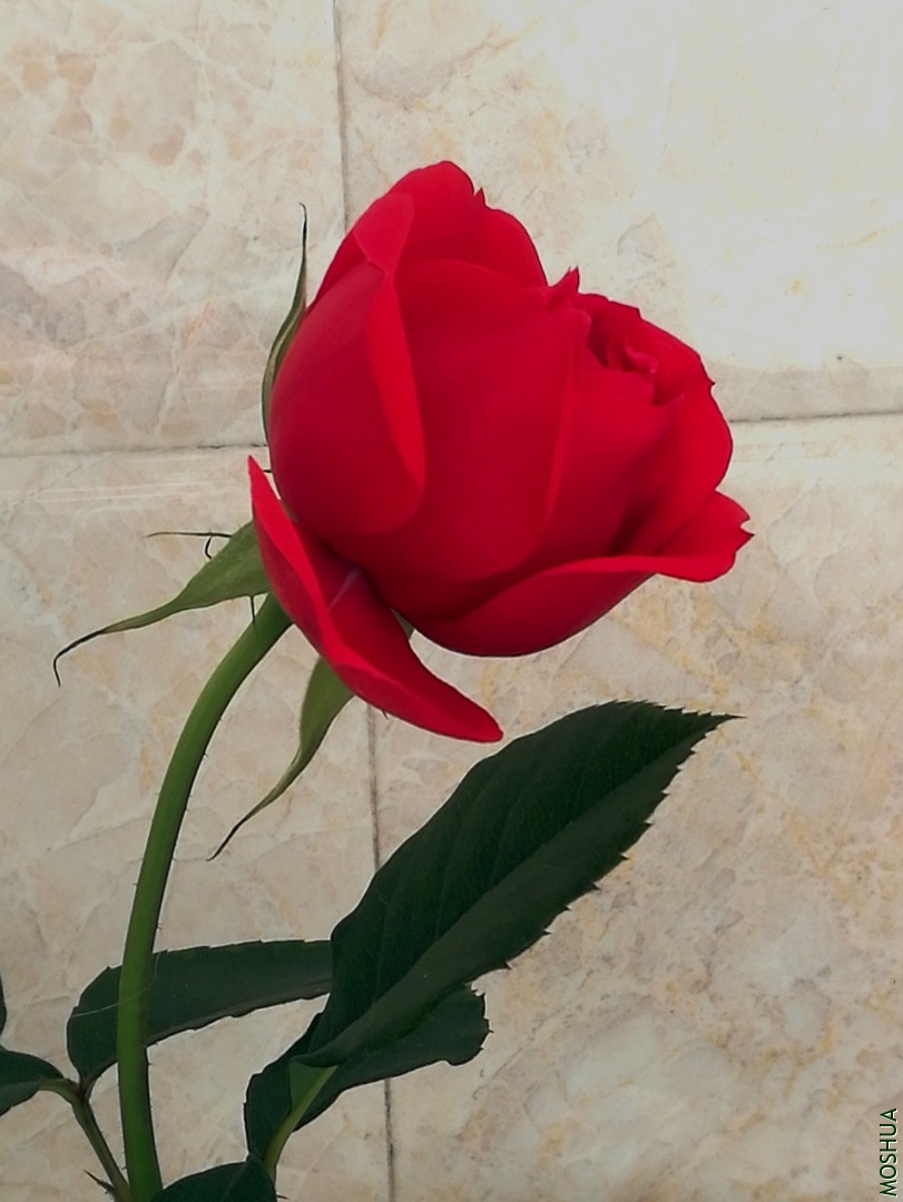 IMG_20200422_134457.jpg