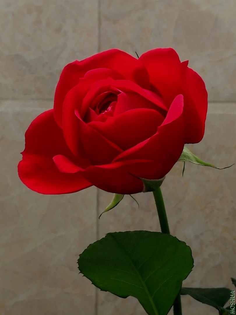 IMG_20200422_134700.jpg