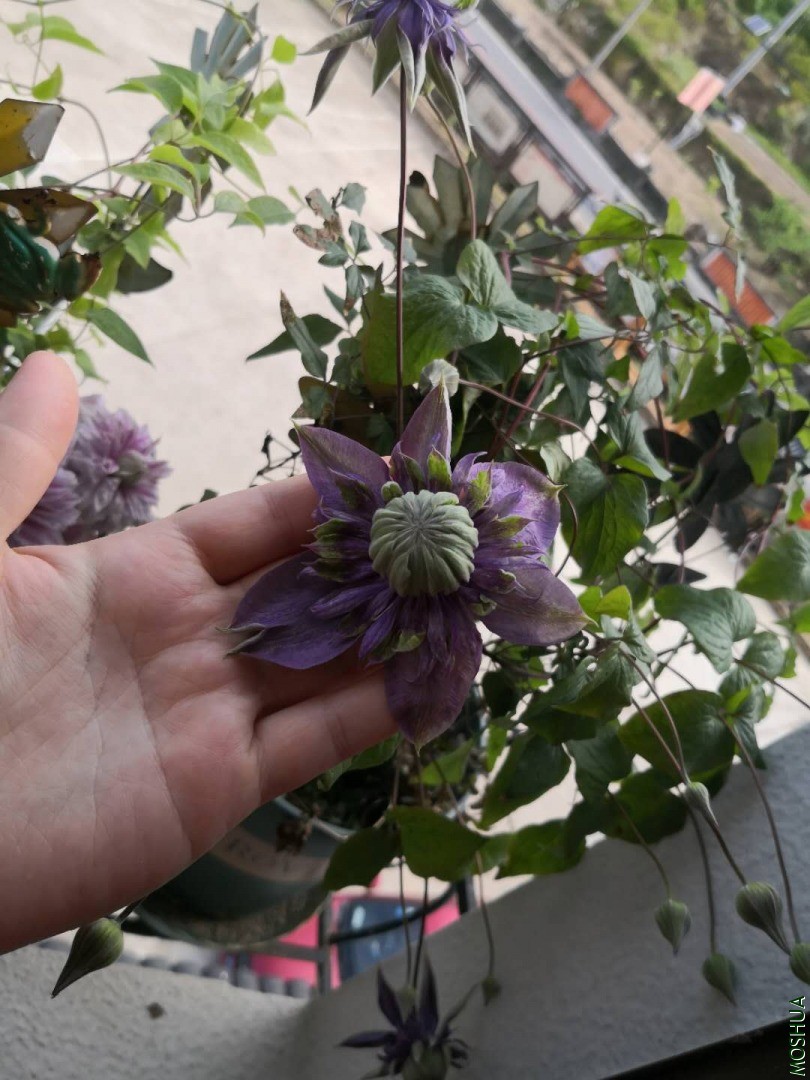 ΢��ͼƬ_20200429094626.jpg