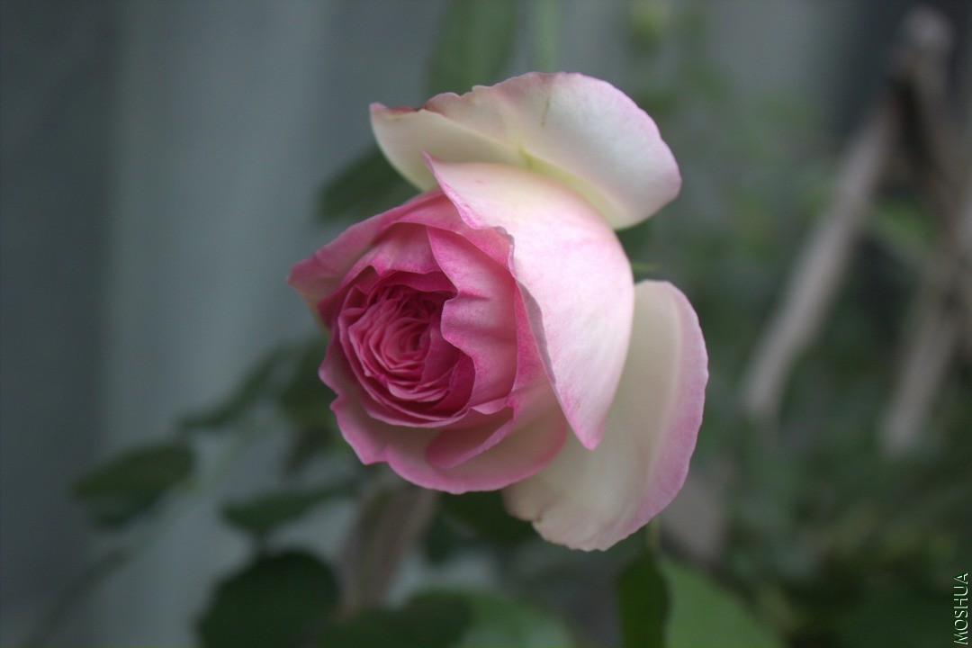 IMG_8477.jpg