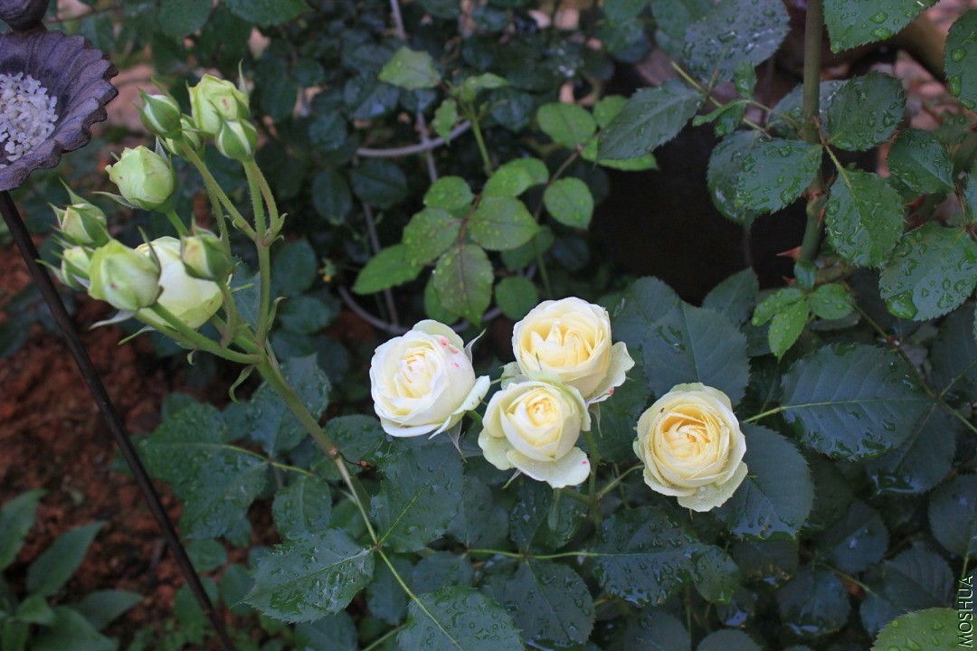 IMG_8521.JPG