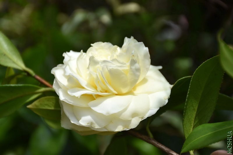 DSC_02830283.JPG