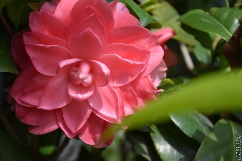 DSC_03030303.JPG