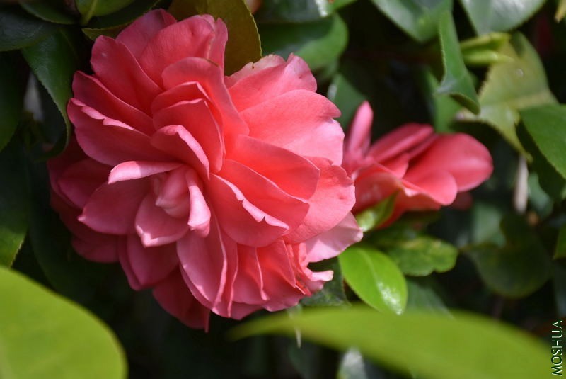 DSC_03170317.JPG