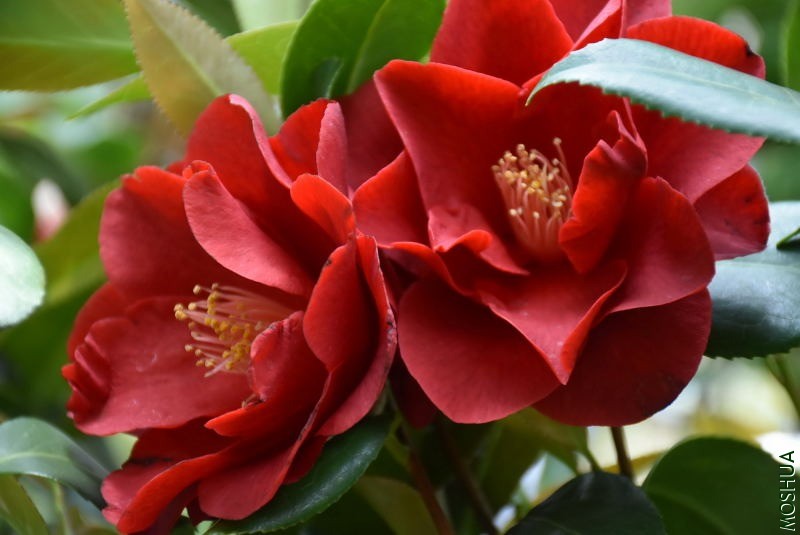 DSC_03340334.JPG