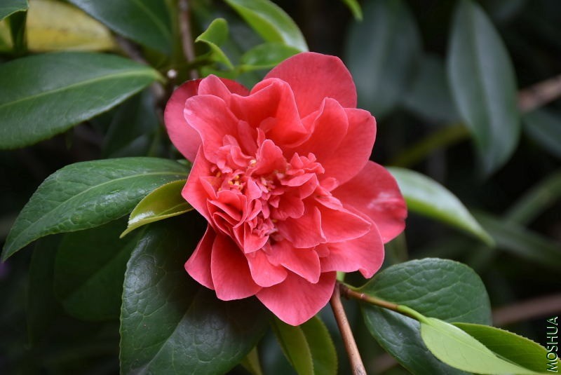 DSC_03190319.JPG
