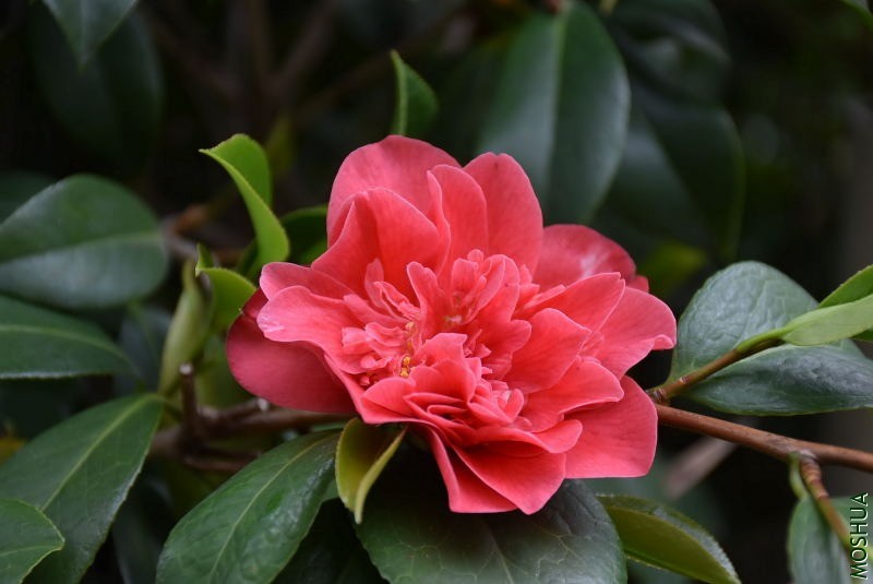 DSC_03250325.JPG
