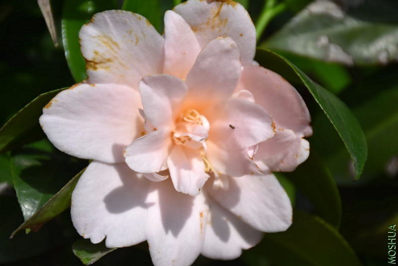 DSC_03500350.JPG