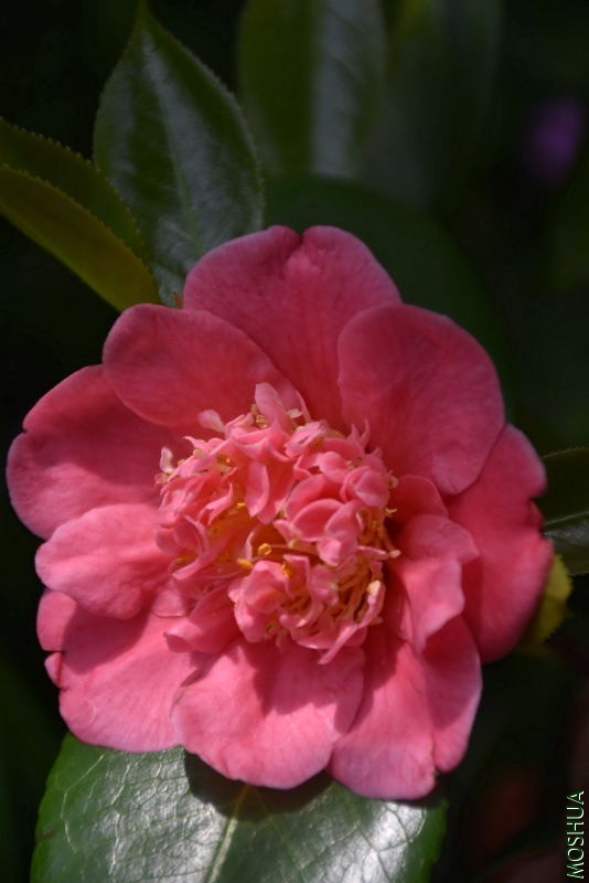 DSC_03590359.JPG