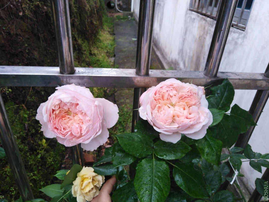 QQͼƬ20200501113651.jpg