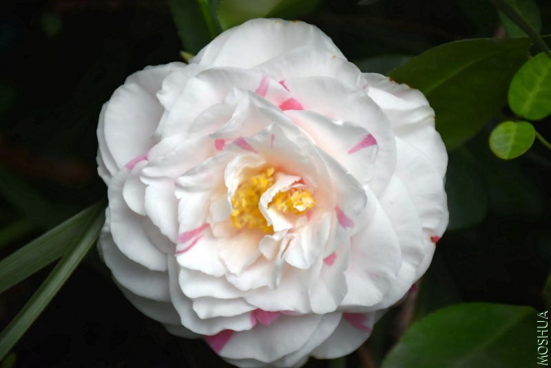 DSC_00010001.JPG