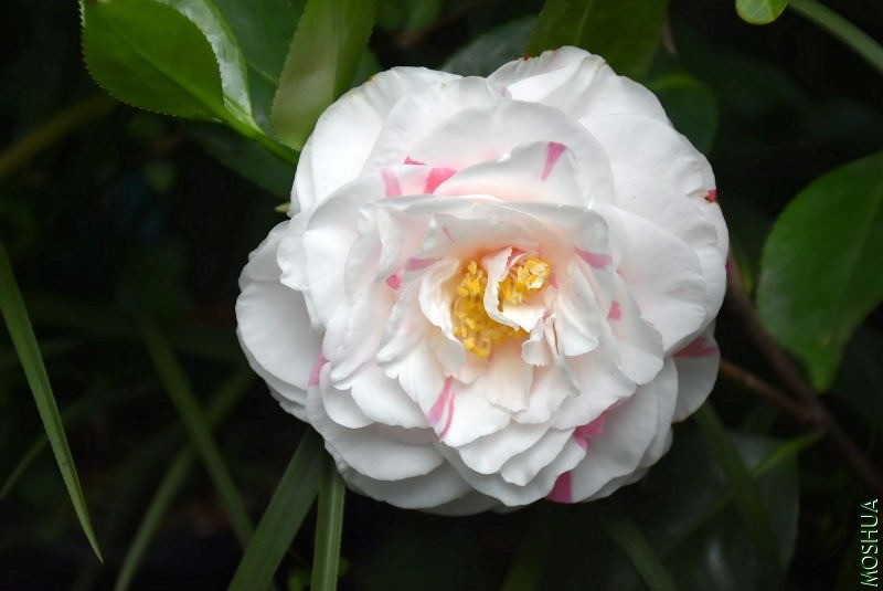 DSC_00050005.JPG