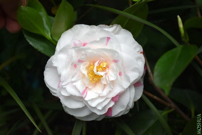 DSC_00120012.JPG