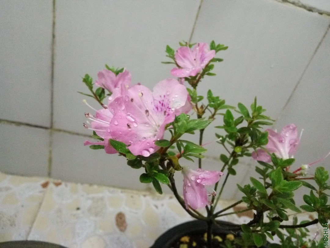 IMG_20200429_193143.jpg