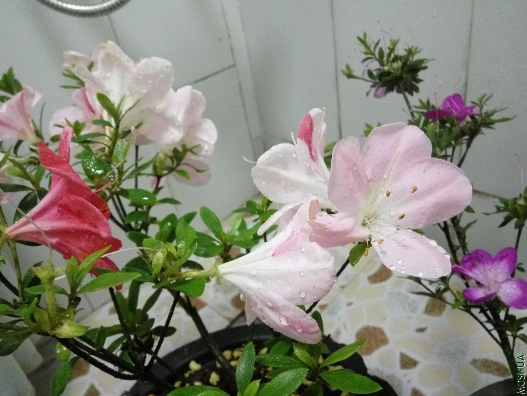 IMG_20200429_193149.jpg