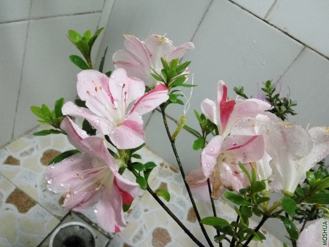 IMG_20200429_193200.jpg