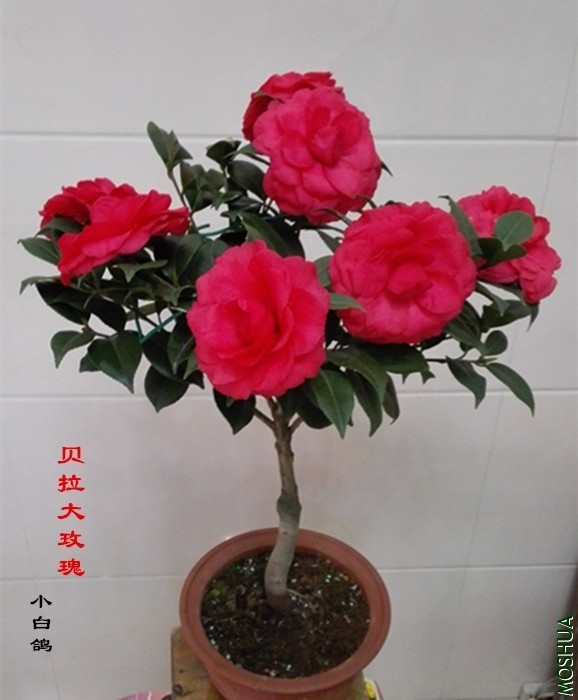 9f7e3c50acf891aa1e52a204d75d9dfe_184203lhvvzoechake88hj.jpg