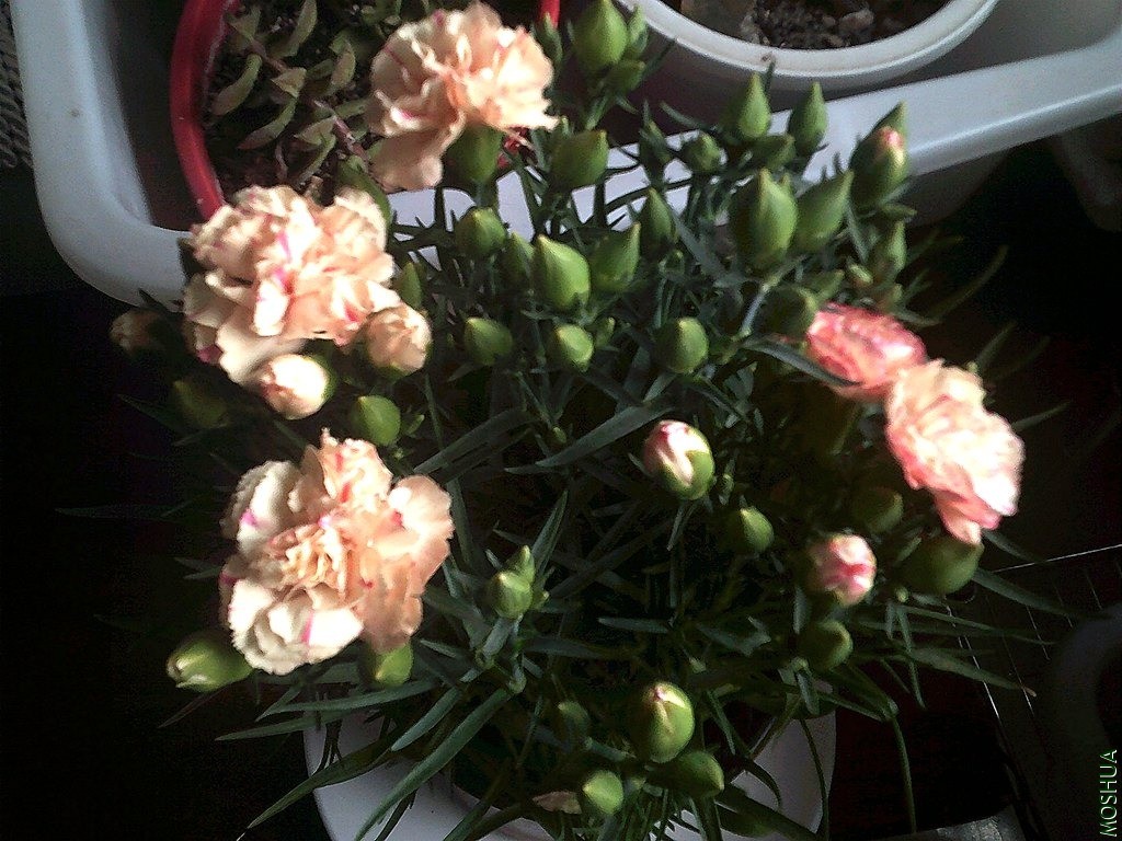 DSCF0001_����.jpg