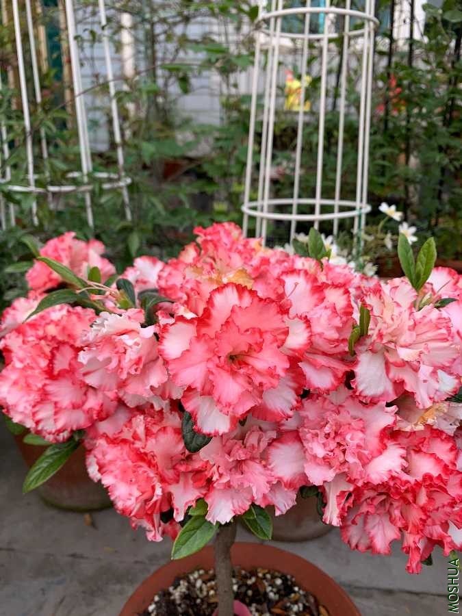AA59D9B9-AB6B-4883-A6C8-C84237EAE169.jpeg