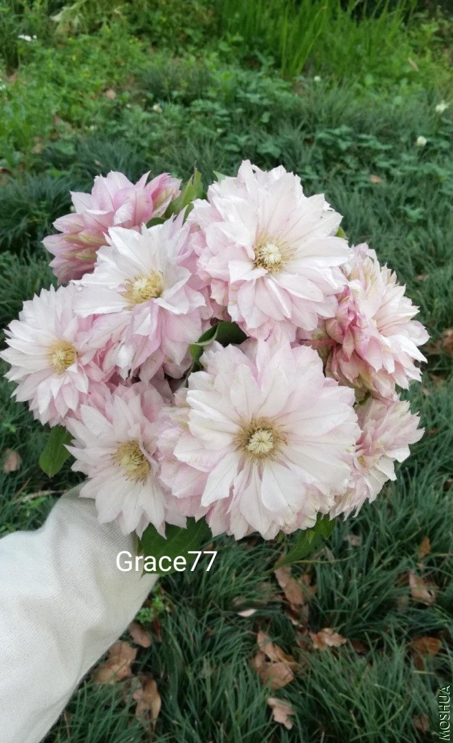 IMG20200503074158.jpg