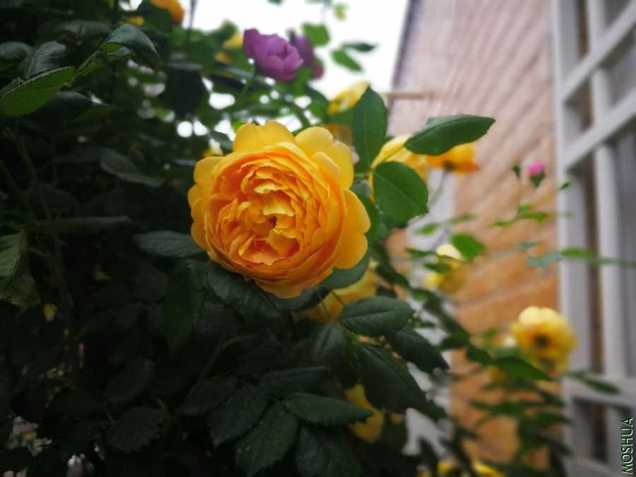 mmexport1588314703853.jpg