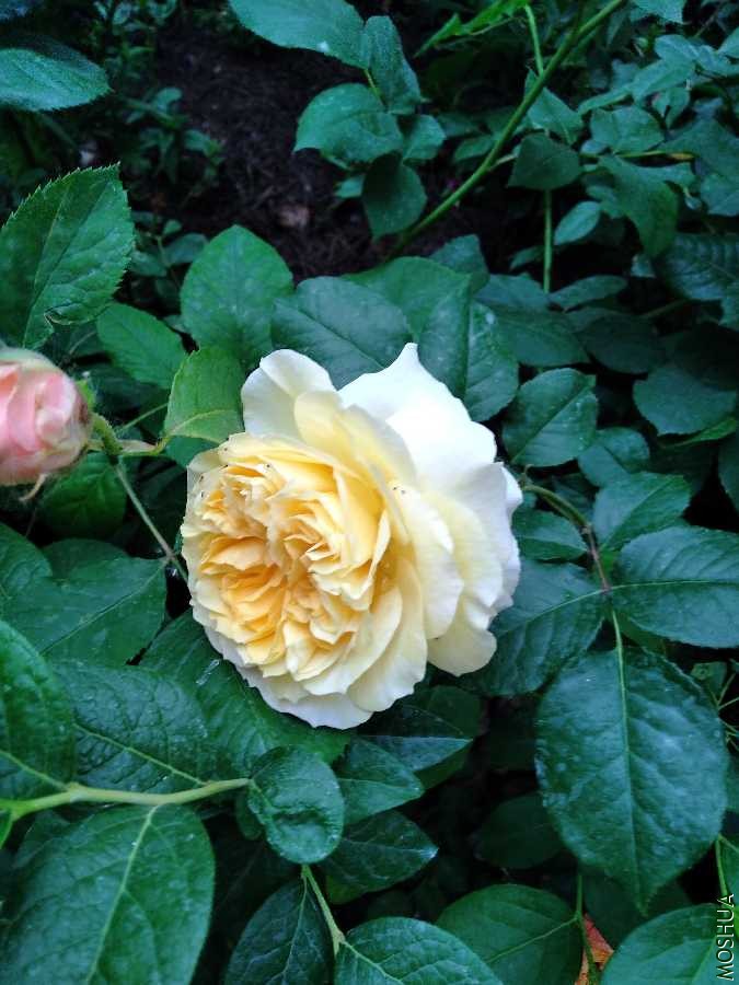 IMG20200504063041.jpg