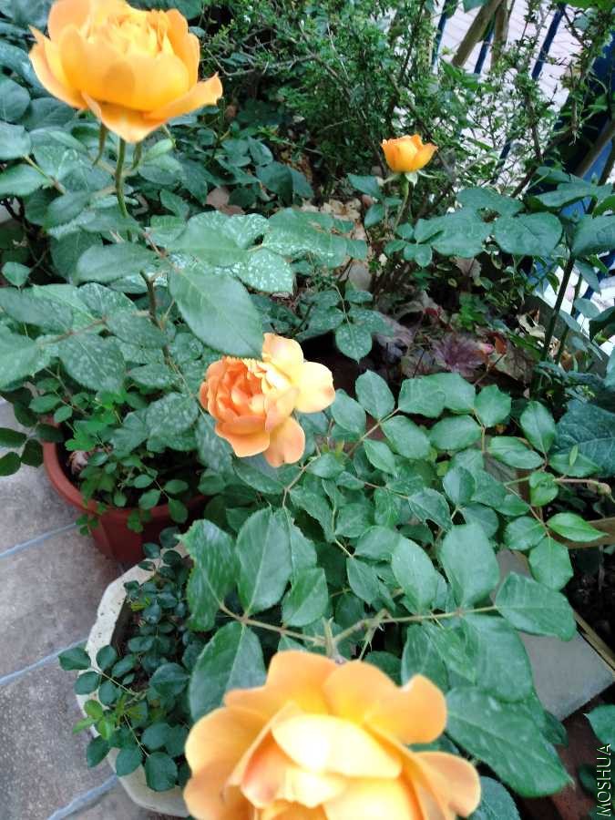 IMG20200504063108.jpg