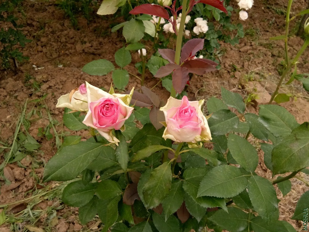 ��֪��2.jpg