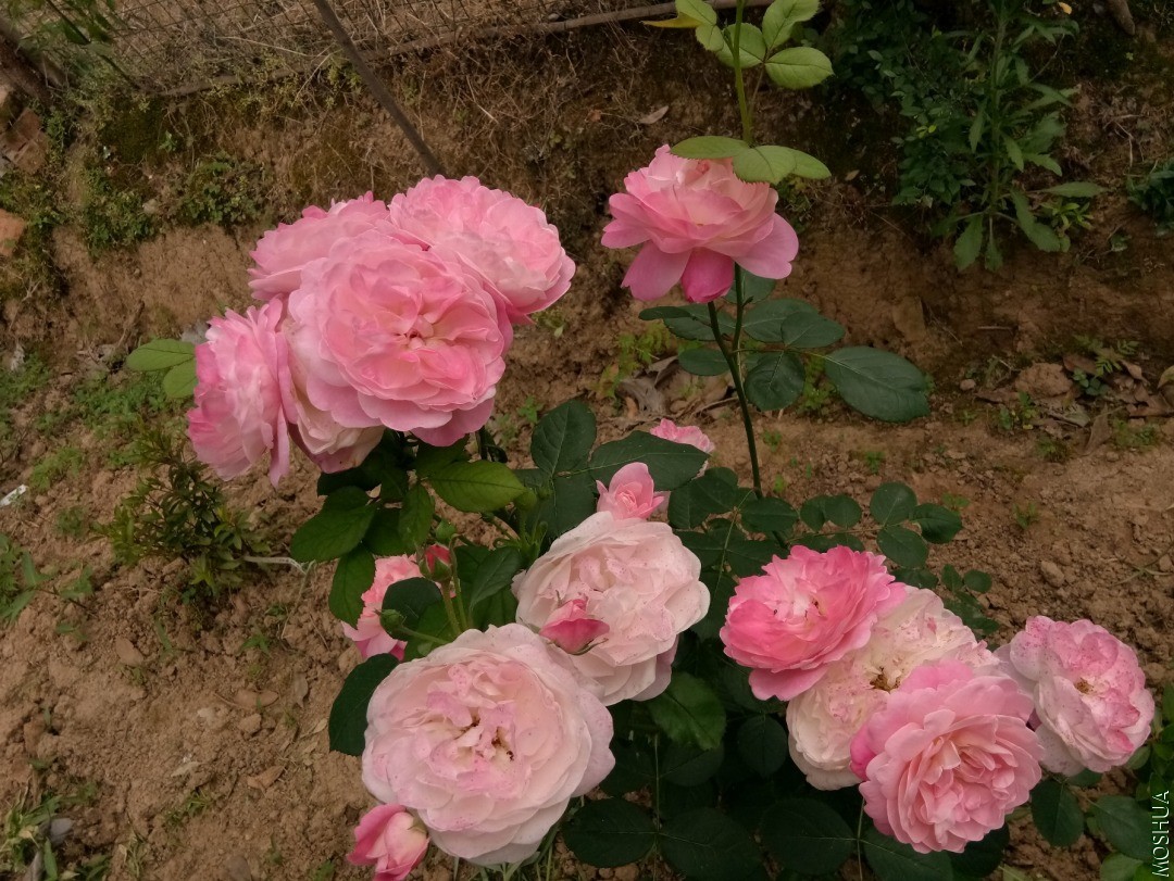 ��֮�٣�.jpg