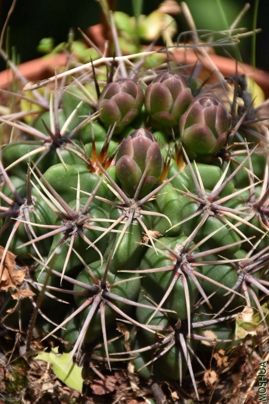 DSC_04340434.JPG
