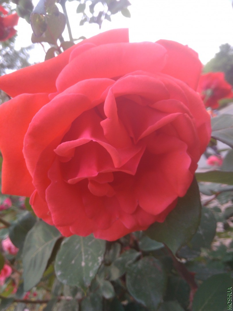 IMG_20200505_164044.jpg