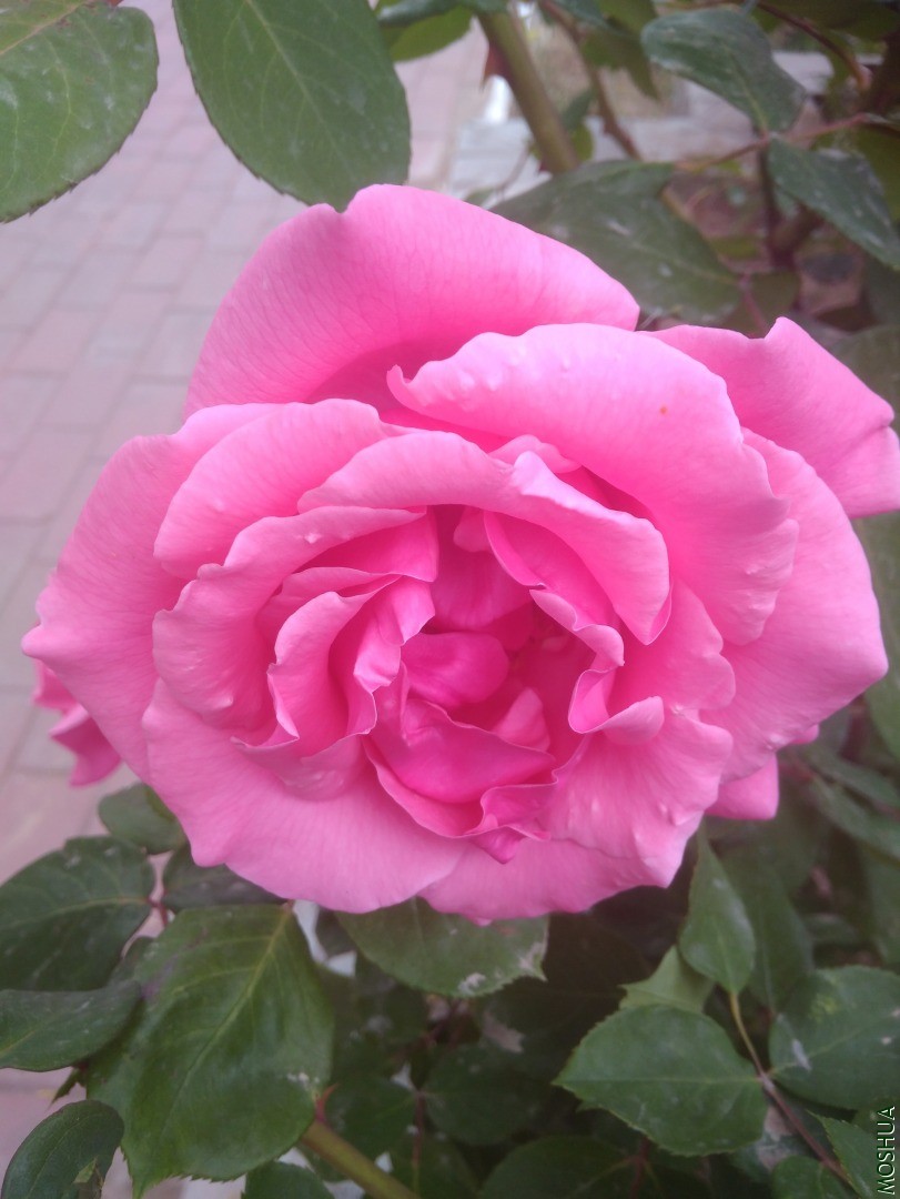 IMG_20200505_163856.jpg